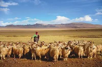 这片高天厚土之上，“那曲精神”蓬勃生长！