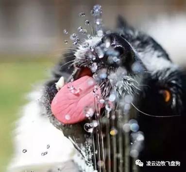 怎么教边牧等待喂食,夏天怎么给边牧降温