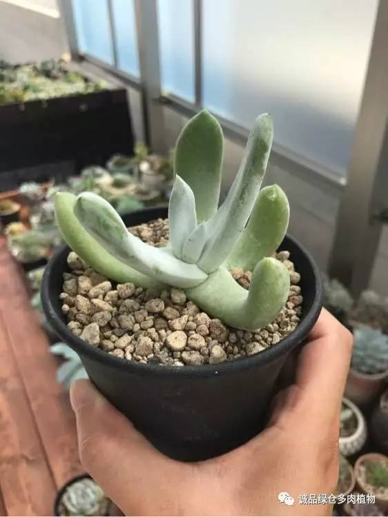 日本第二届多肉特卖会