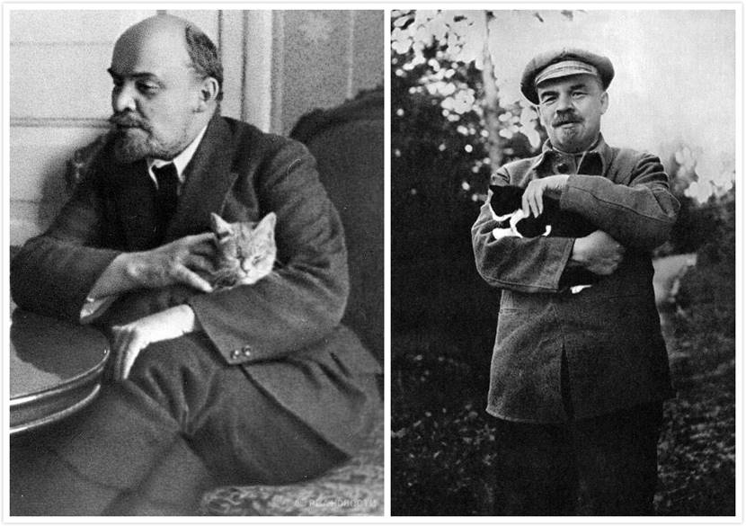 猫咪经济学家,猫咪经济学