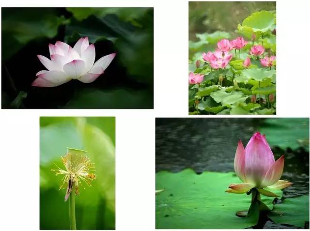 大暑时节上蒸下煮,小暑大暑上蒸下煮二十四节气