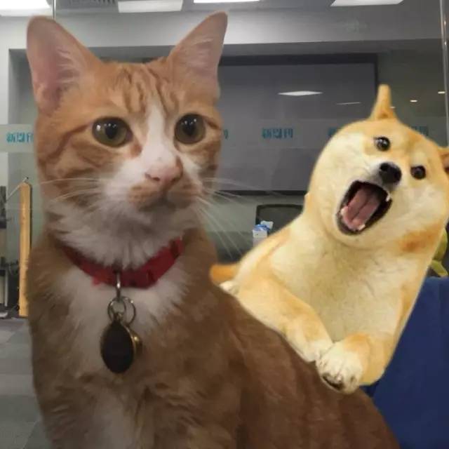 太热了夏天猫咪如何补水消暑,夏天猫咪不热吗