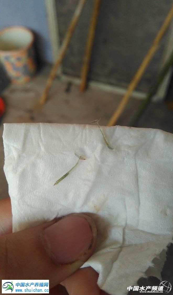 锚头鳋病鱼会自然自愈吗,锚头鳋对鱼的危害