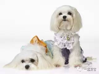 养宠小知识狗狗拉虫子还吐怎么办,养宠小知识幼犬掉毛是什么原因