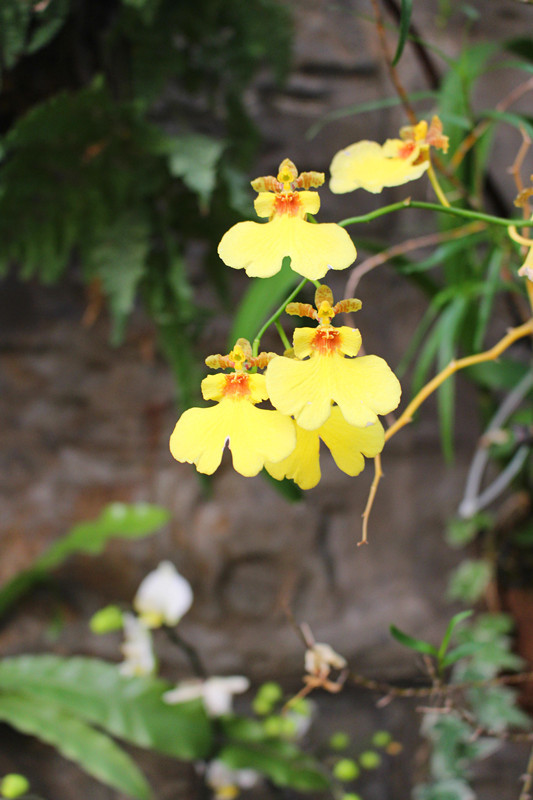 舌尖上的节气惊蛰养生,二十四节气惊蛰美食