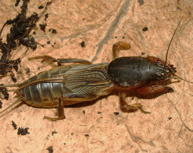 昆虫蛰伏期多长时间,昆虫越冬怎么消灭