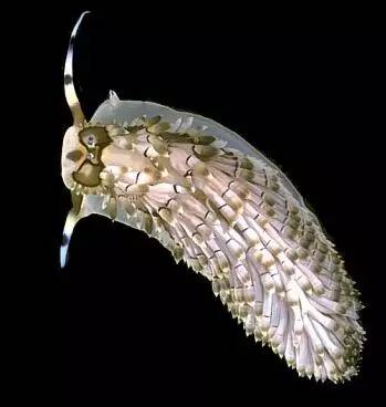 海兔教程,原神海兔全图鉴