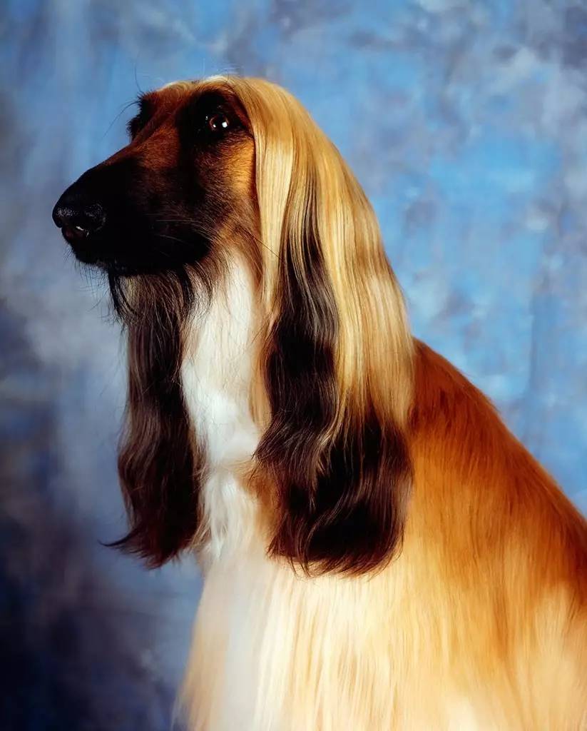 狗中美男子德牧,阿富汗猎犬最有气质的狗