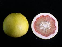 柑橘新品种选育及发展概况,带你认识柑橘新优品种