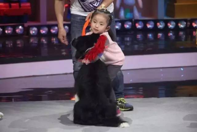 遇到讨厌狗狗的邻居怎么办,如何对付讨厌狗狗的人