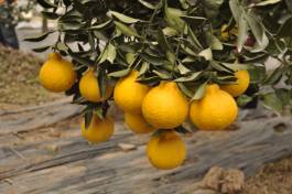 柑橘新优良种类,柑橘新品种介绍视频