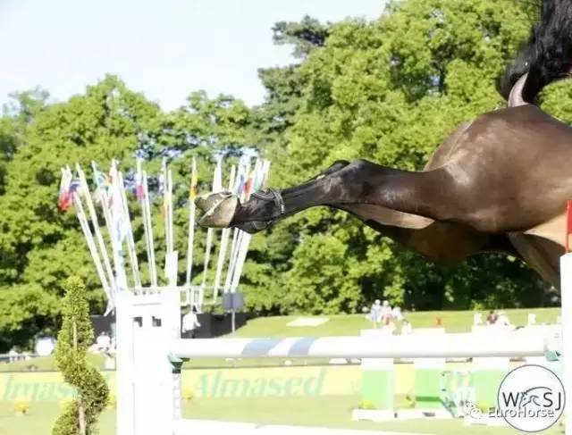马出血、后护腿使用等规则将被修改，国际马联禁止使用误导马术真实性的装备