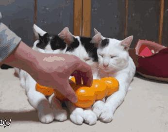 你家猫被人抓去画本子了！