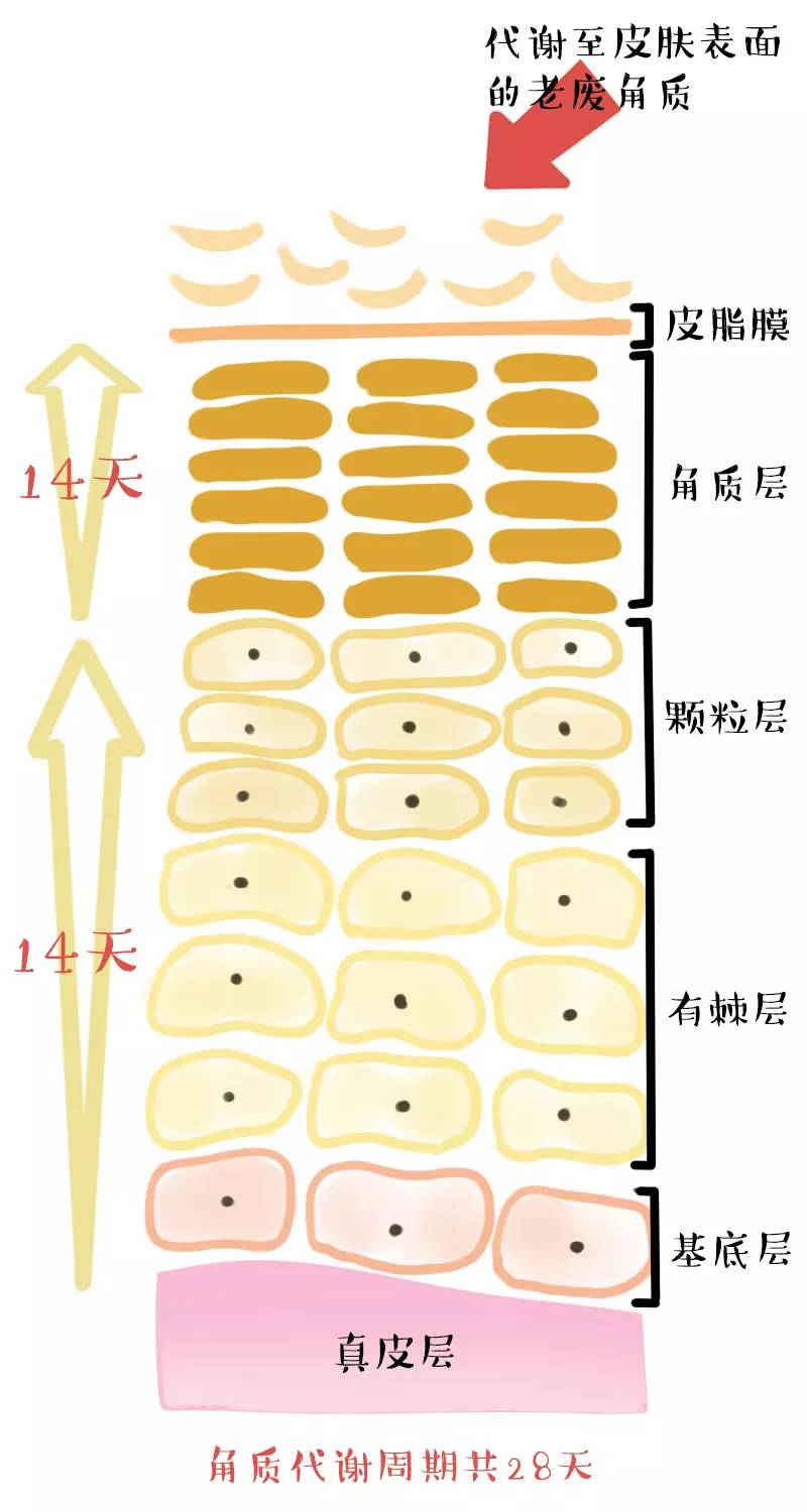 平价精华和面膜哪个好用,平价好用的清洁面膜求推荐