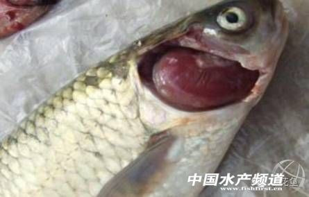 草鱼三大病症状,草鱼老三病怎么治疗效果最好