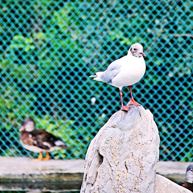 它被称作天上王城，更有中华第一崮美名，薄雾氤氲景色迷人
