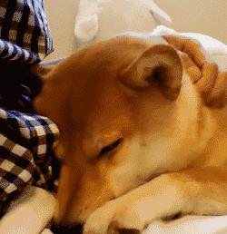 自从养了狗就没有了朋友,自从养了狗就没有朋友