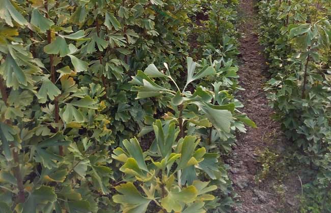 银杏树苗20公分多少钱一棵,银杏树苗的价格多少