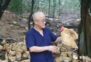 喝“活水”长大的飞凤鸡味道更浓郁?