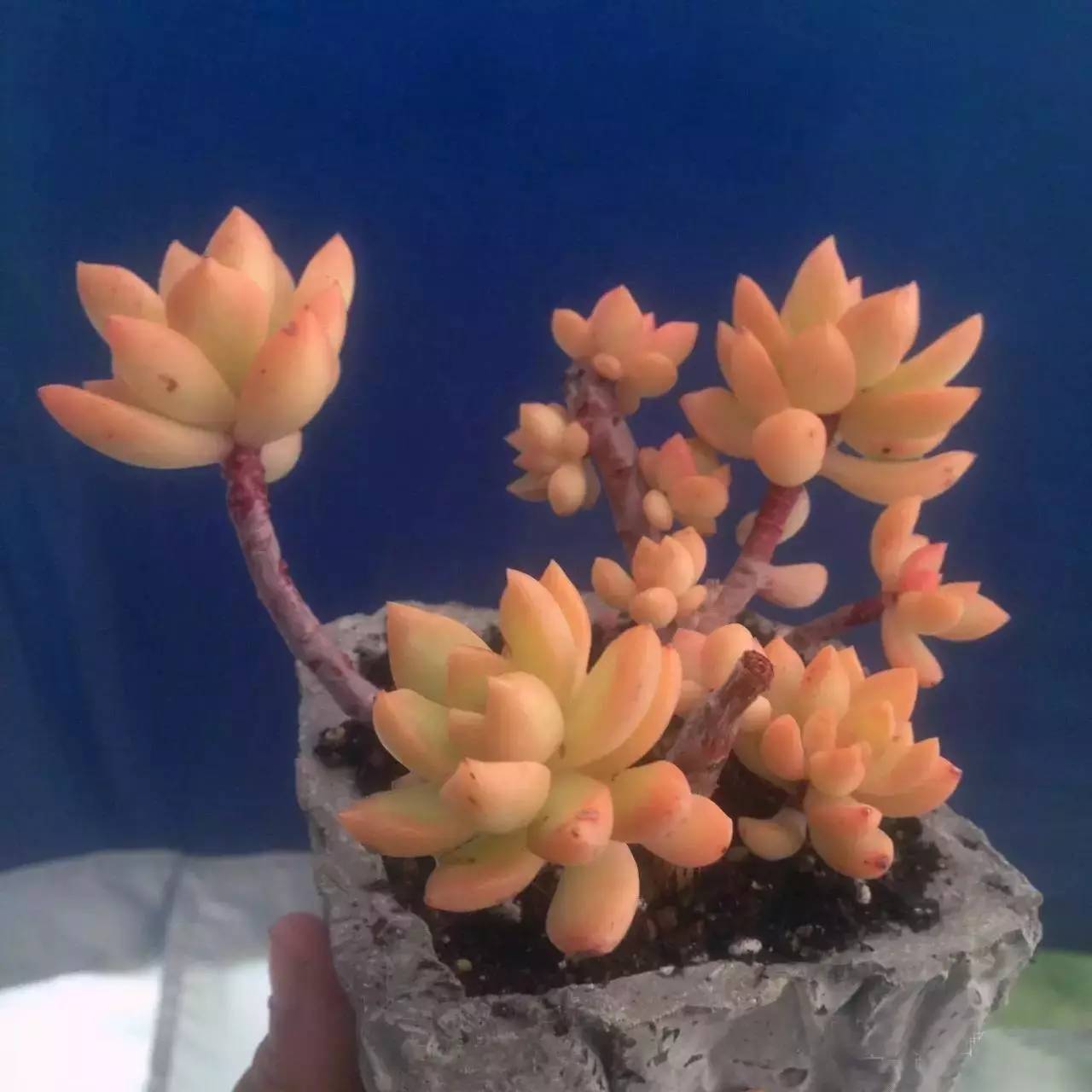 黄丽难养吗,黄丽怎么养