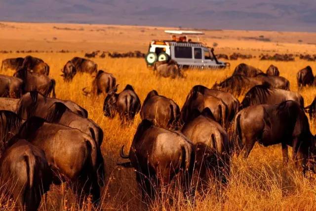 战狼边境线搏斗,战狼丛林越野骑行