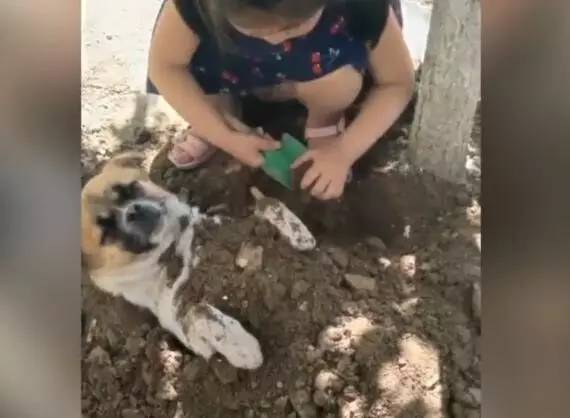 小女孩用泥土玩“埋狗”游戏，狗狗一脸生无可恋的任埋
