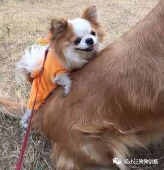 狗子好不容易和金毛女神独处，动情关键时刻竟然尿了！现场日狗真是……