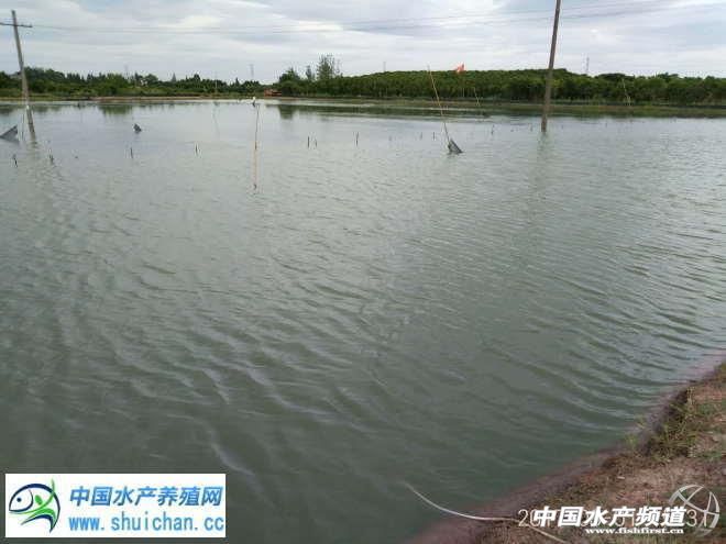 蟹塘蓝藻的原因和处理,蟹塘又生蓝藻又生青苔什么原因