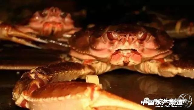 雪蟹是怎么来的,雪蟹是怎样的