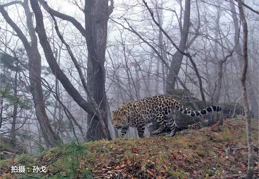 华北豹亚种,华北豹亚种什么意思