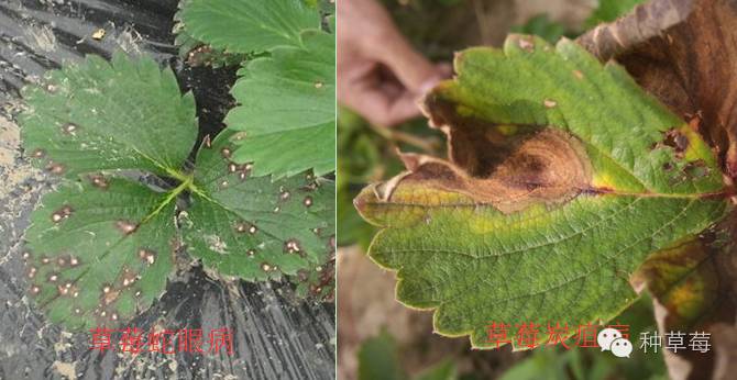 草莓炭疽病在叶片上的症状,草莓炭疽病的防治方法
