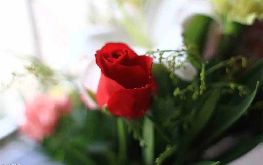 咏玫瑰｜芒刺从来不解难，远了相思，却了情关