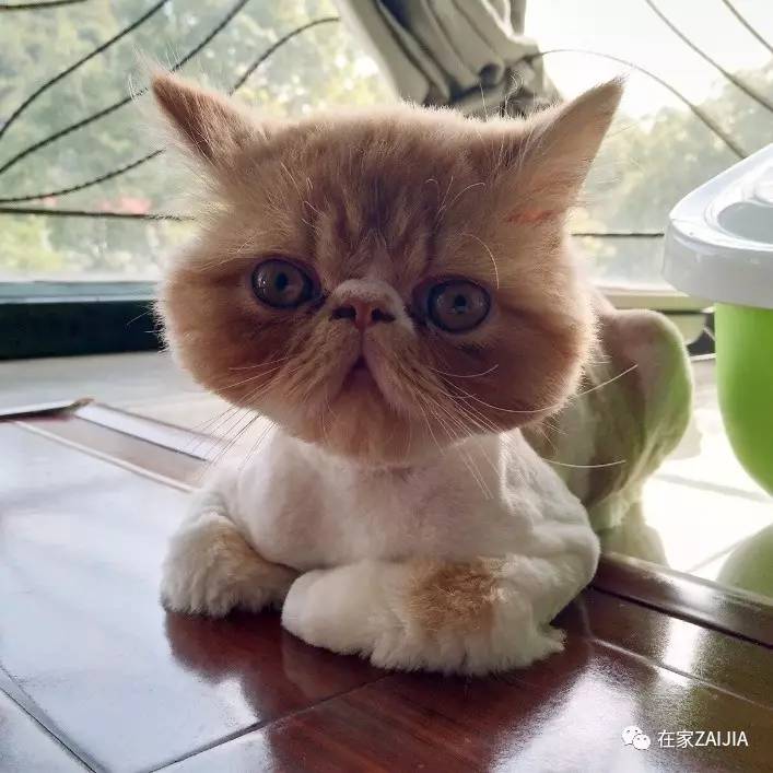 再美的喵，也过不了剃毛这道坎儿