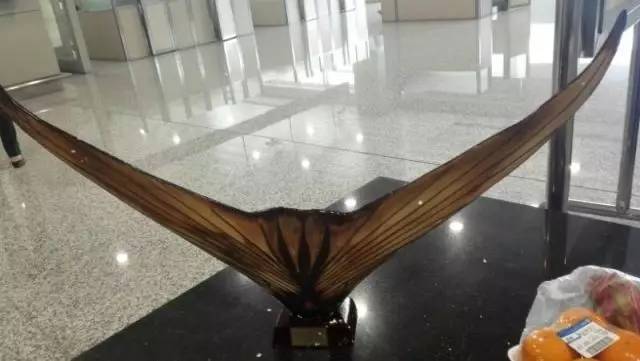 截获万花筒｜日本玳瑁、韩国金蛋、老挝蜂猴、台湾牛樟芝、非洲环尾蜥……