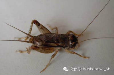 上海人休闲娱乐斗地主,上海人斗地主