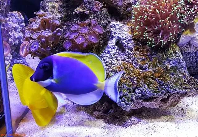 怎么驯服海王,怎么驯服魔鬼鱼