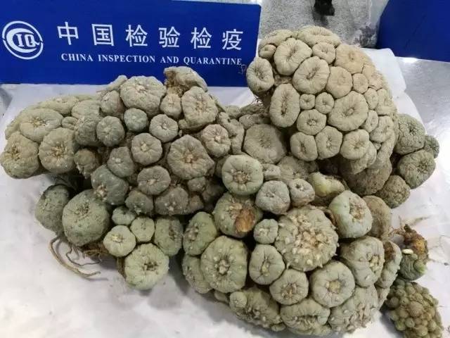 截获万花筒｜日本玳瑁、韩国金蛋、老挝蜂猴、台湾牛樟芝、非洲环尾蜥……