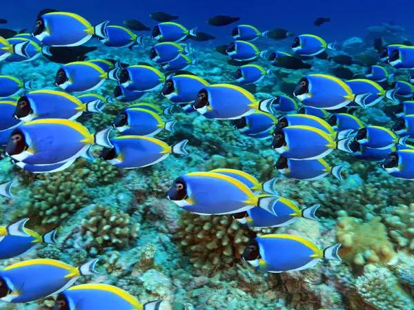 怎么驯服海王,怎么驯服魔鬼鱼