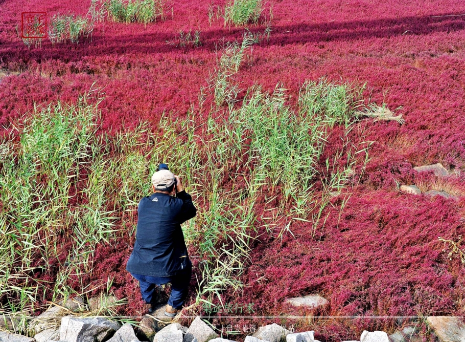 亚洲最大的天然红地毯,世上最出名的红地毯