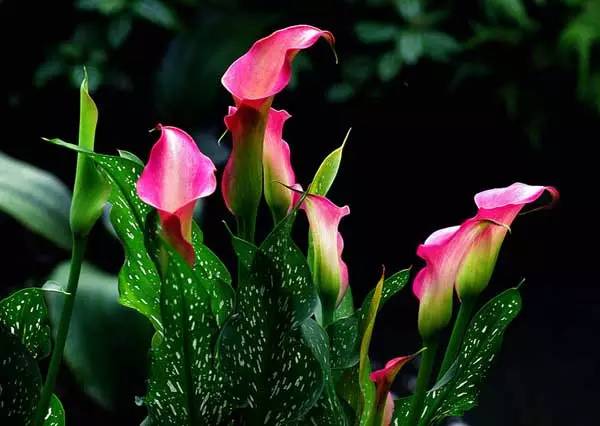 彩色马蹄莲花养殖注意事项,彩色马蹄莲养了三年为啥不开花