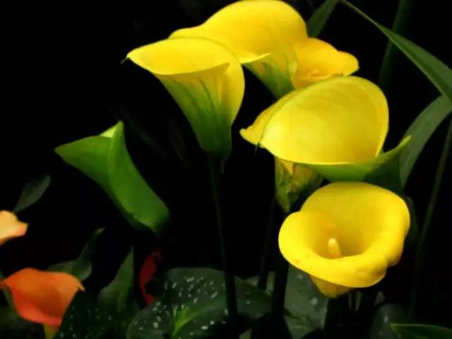 彩色马蹄莲花养殖注意事项,彩色马蹄莲养了三年为啥不开花