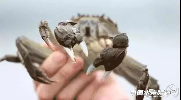 阳澄湖大闸蟹市场螃蟹价格,阳澄湖大闸蟹开捕时间2020价格