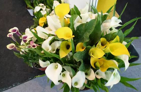 彩色马蹄莲花养殖注意事项,彩色马蹄莲养了三年为啥不开花