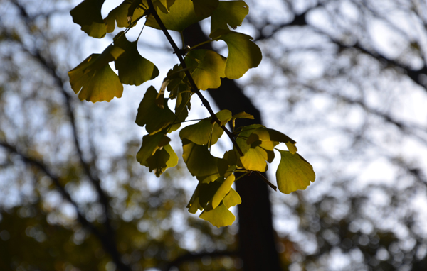 kailas凯乐石羽绒三合一冲锋衣,凯乐石kailas冲锋衣a203合一