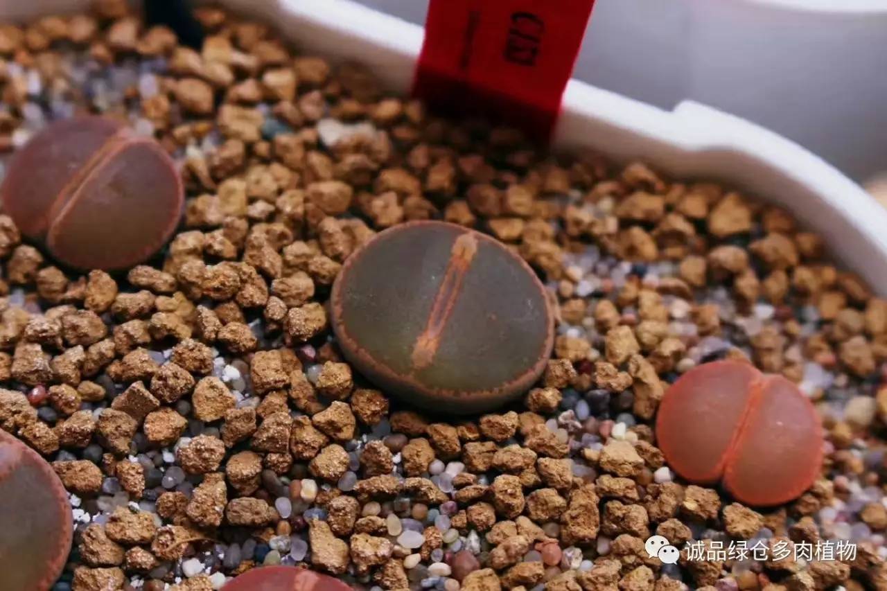 涨姿势｜当不成学霸总得做一回“播”霸（夏播生石花第38天）