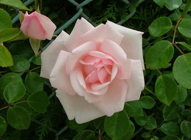 玫瑰花特征和知识,植物百科依兰花