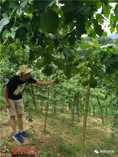 瓜蒌产业链,小瓜蒌链起大产业