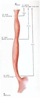 生来就是一个吃货|浮想联翩解剖学第二弹