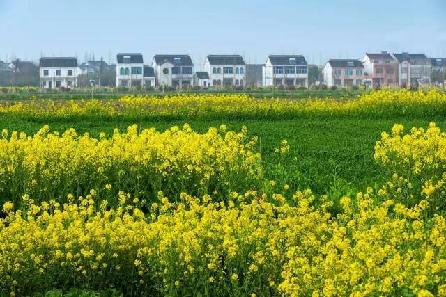 若你看过了望亭的前世今生，你会爱上这个“稻香小镇”！