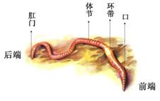 生来就是一个吃货｜浮想联翩解剖学第二弹